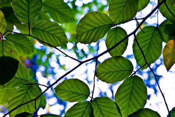 Composición de las hojas de roble —  Fotos de Stock