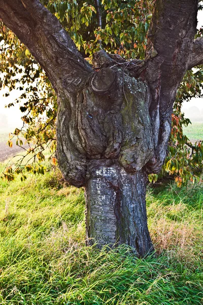 Tallo de un viejo árbol grande —  Fotos de Stock
