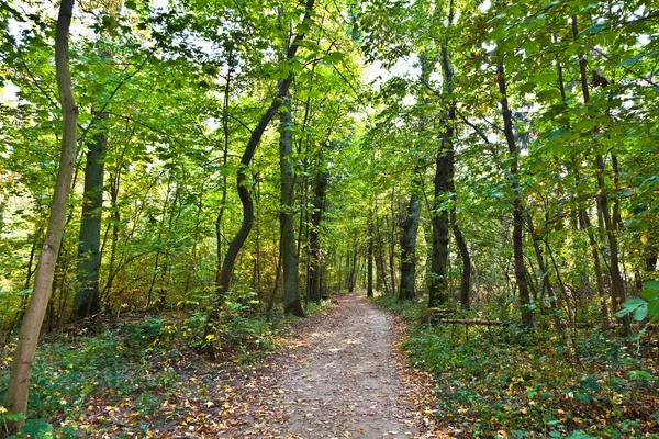 Διαδρομή μέσα από το παλιό δάσος με τις βελανιδιές — Φωτογραφία Αρχείου