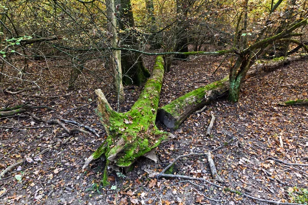 Bosque de roble viejo —  Fotos de Stock