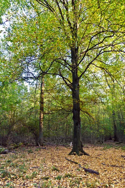 Старый дубовый лес — стоковое фото