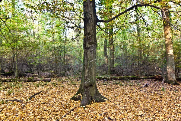 오래 된 오크 숲 — 스톡 사진