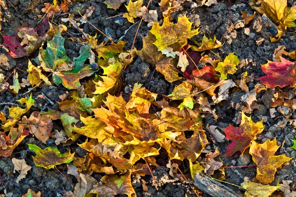 調和のカシの葉 — ストック写真