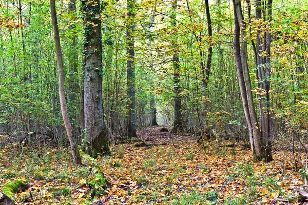 Vecchia foresta di querce — Foto Stock