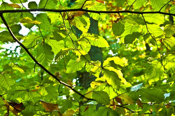 Дуб листья в гармонии — стоковое фото