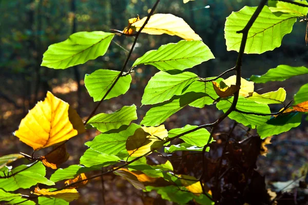 Oak leaves in harmony — Stock Photo, Image