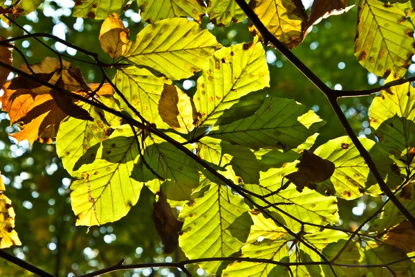 Dubové listí v harmonii — Stock fotografie