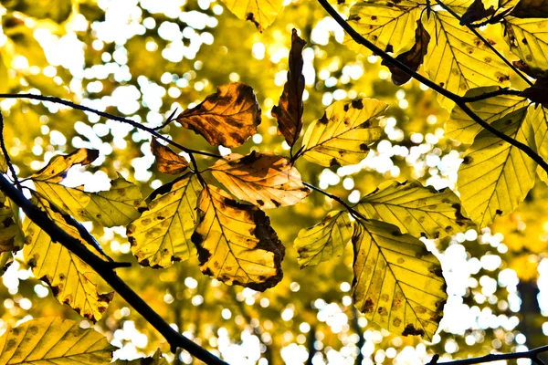 Dubové listí v harmonii — Stock fotografie