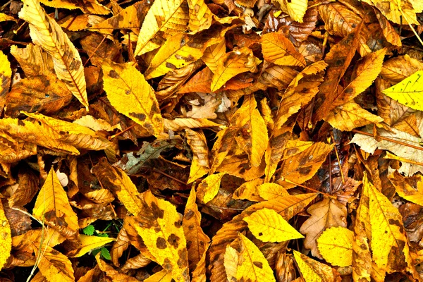 背景群秋のオレンジの葉。屋外 — ストック写真