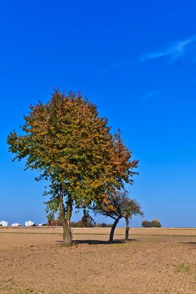 Красивое дерево на пахотных акрах — стоковое фото