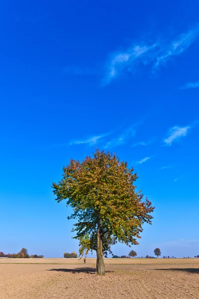 Prachtige boom in omgeploegde Akko — Stockfoto