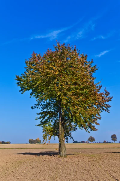 Vackra träd i plogad acre — Stockfoto