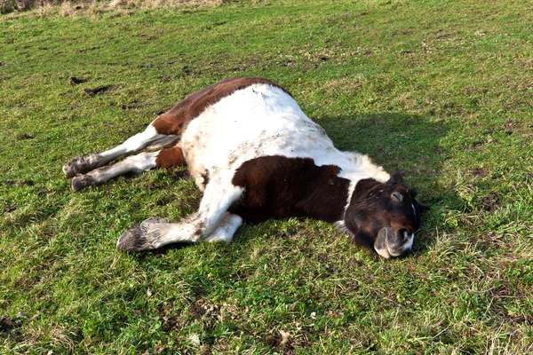 躺在草地上的马 — 图库照片