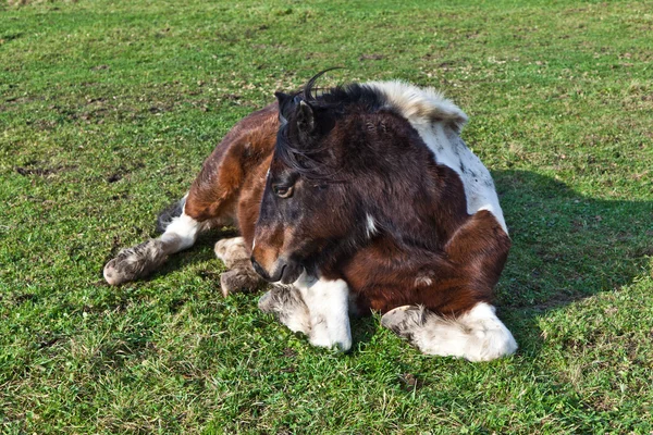 躺在草地上的马 — 图库照片