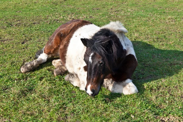 Horse lying on a meadow — Stock Photo, Image