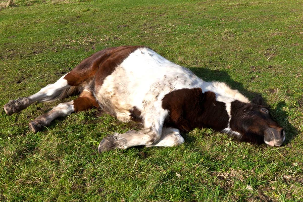 Cavalo deitado em um prado — Fotografia de Stock