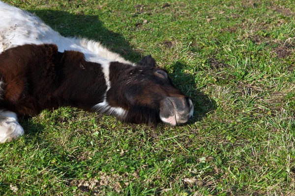 Head of horse lying on a meadow — Stock Photo, Image