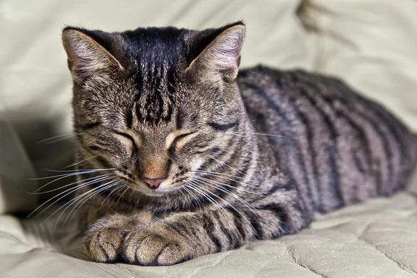 아름 다운 유럽 고양이 — 스톡 사진