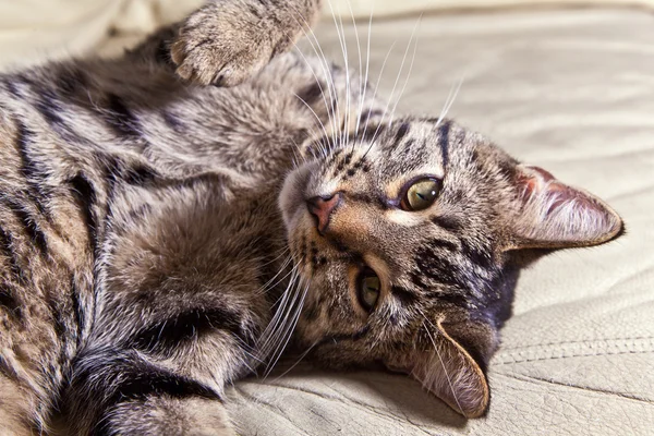 Güzel Avrupa kedi — Stok fotoğraf