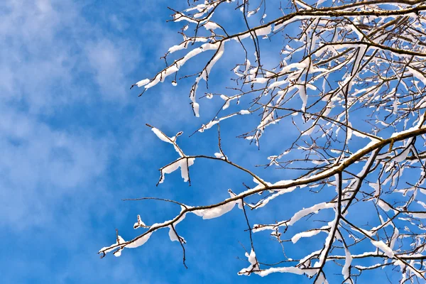 Bomen in sneeuw in de winter — Stockfoto