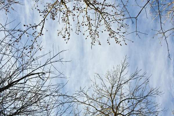Kroon van de bomen met blauwe hemel — Stockfoto