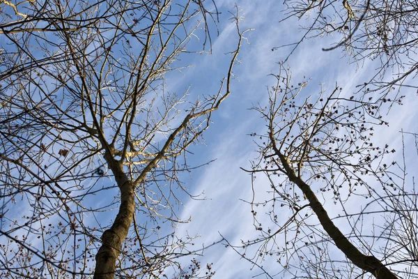 Kroon van de bomen met blauwe hemel — Stockfoto