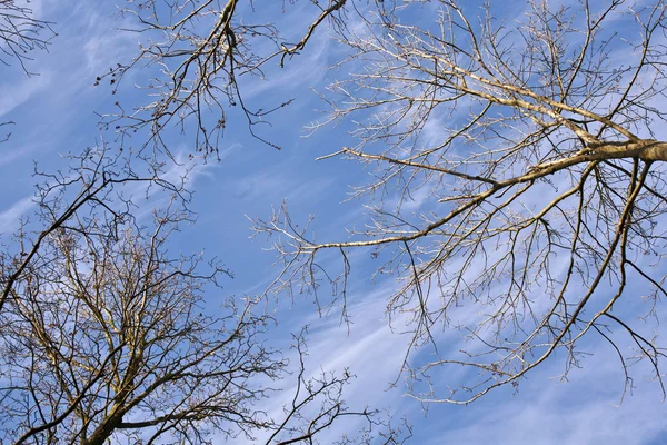 Coroa de árvores com céu azul — Fotografia de Stock