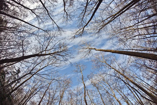 Kék ég a fák koronája — Stock Fotó
