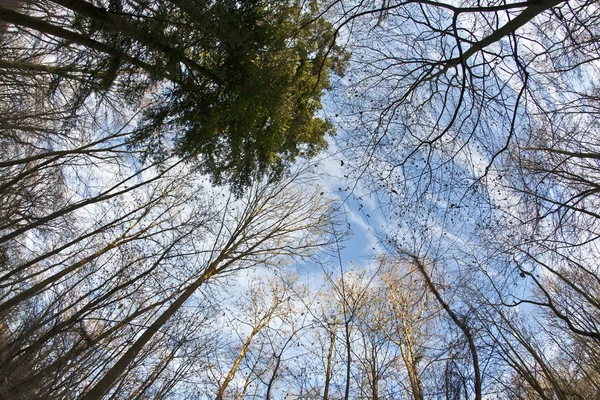 Kronan av träd med blå himmel — Stockfoto