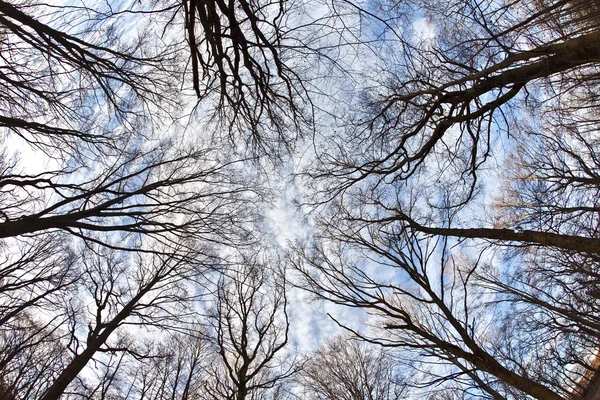 Couronne d'arbres avec ciel bleu — Photo