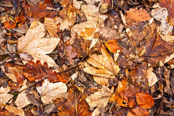 Hojas de otoño de árboles en el bosque —  Fotos de Stock