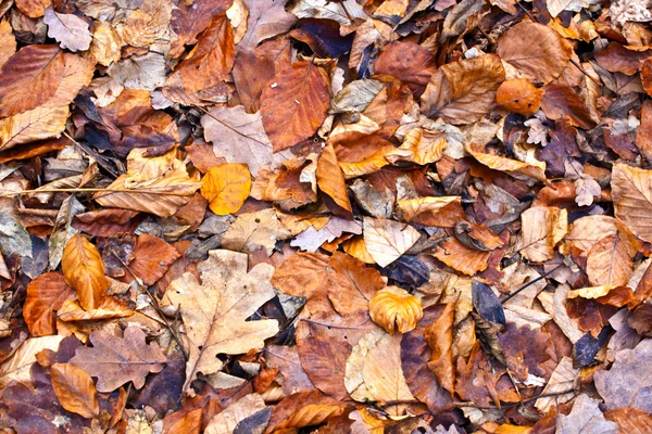 Foglie di autunno di alberi in foresta — Foto Stock