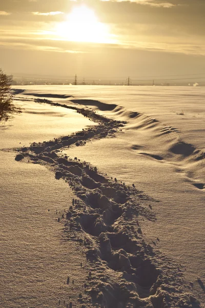 stock image Footsteps on the snow