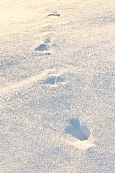 Fotspår på snön — Stockfoto