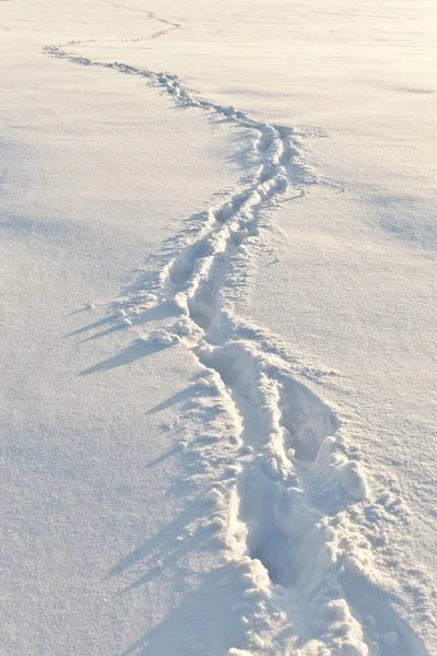 Kroky na sněhu — Stock fotografie