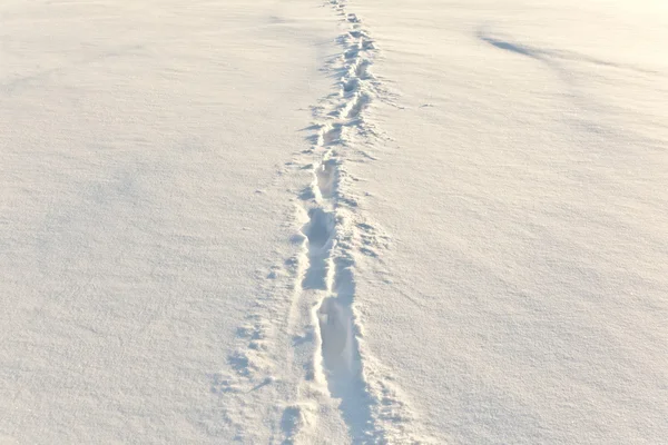 Footsteps on the snow — Stock Photo, Image