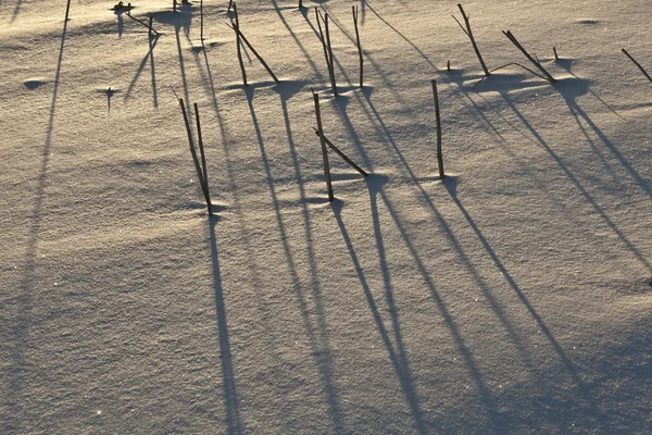 Shadow of halm on snow covered field — Stock Photo, Image