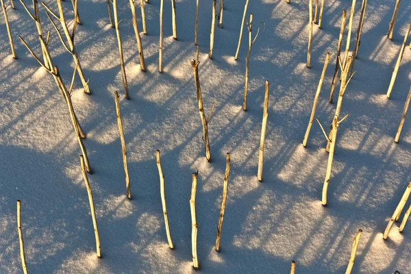 Fält för skuggan av halm på snö-omfattas — Stockfoto