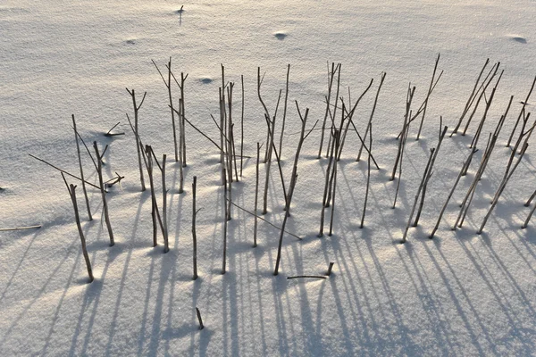 Shadow of halm on snow covered field — Stock Photo, Image