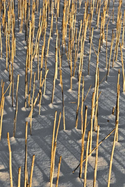 Skygge av halm på snødekt mark – stockfoto
