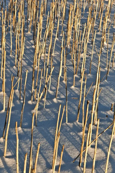 在雪上的茎的阴影覆盖字段 — 图库照片