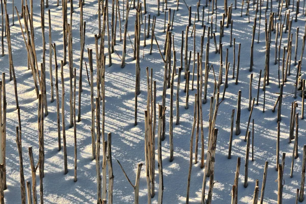 Sombra de halm en el campo cubierto de nieve —  Fotos de Stock