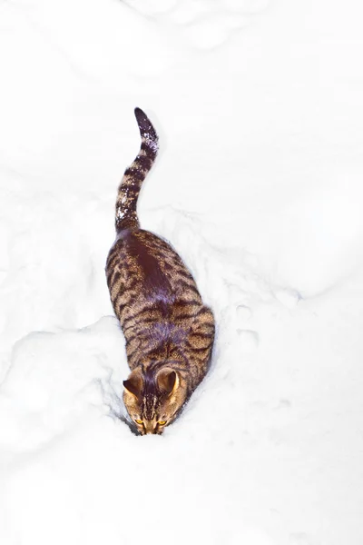 Chat se promenant dans la neige en hiver — Photo