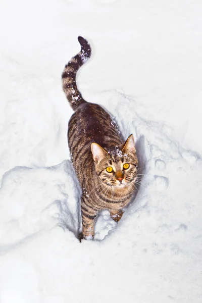 Gato paseando en la nieve en invierno — Foto de Stock