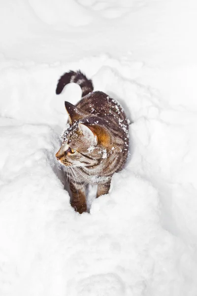 Kot spacerując po śniegu w zimie — Zdjęcie stockowe