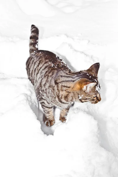 Кошка гуляет по снегу зимой — стоковое фото