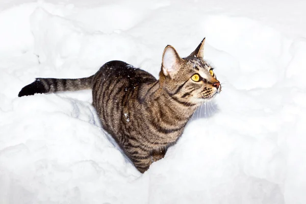 Katt strosa i snö på vintern — Stockfoto