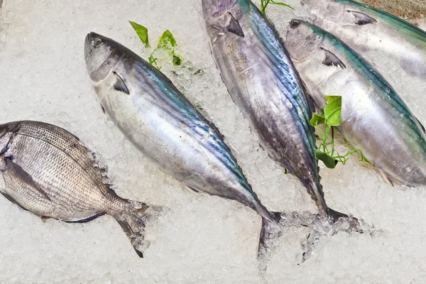 Свежая рыба на льду для продажи на рынке — стоковое фото