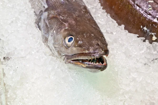 stock image Fresh fish on ice for selling at the market