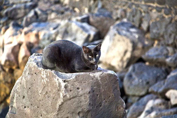 Chat noir assis sur un rocher — Photo